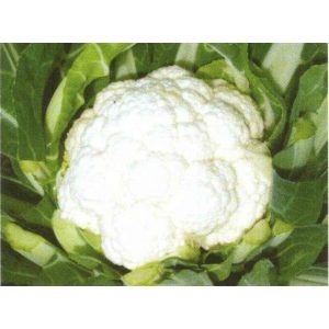 Karfiol Freedom 2500 szem RS Karfiol Freedom 2500 szem RS